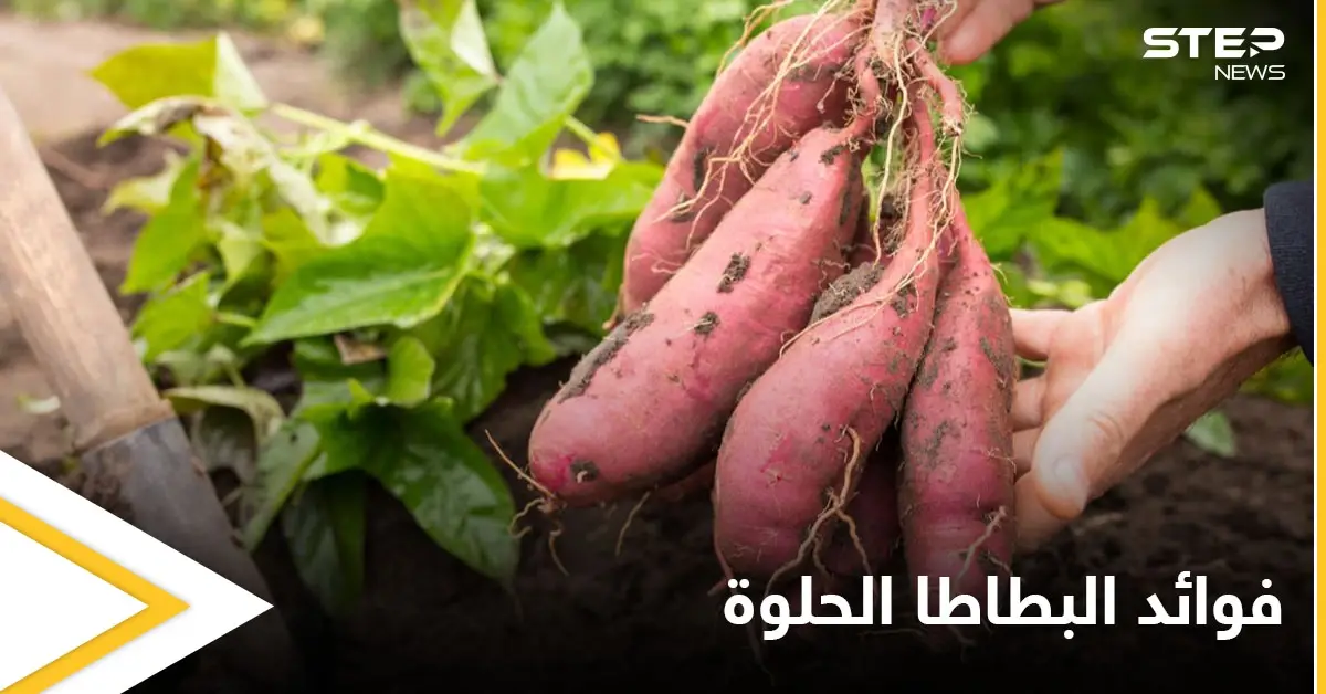 أبرز فوائد البطاطا الحلوة للمفاصل وعلاج الالتهابات: الجهاز الهضمي