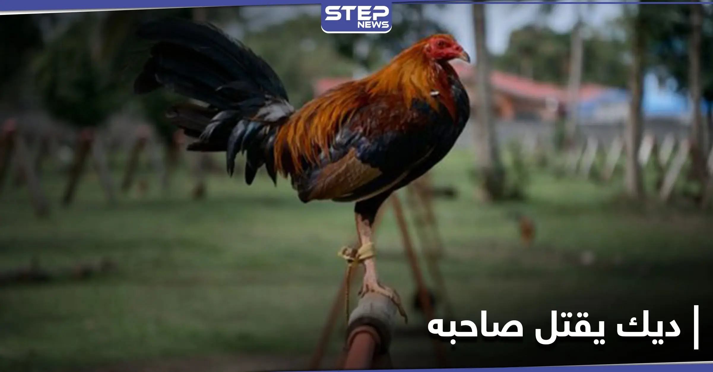 انقلب السحر على الساحر.. ديك مصارعة يقتل صاحبه طعناً بالهند والشرطة تتحفظ عليه بمركزها: طعن بالسكين