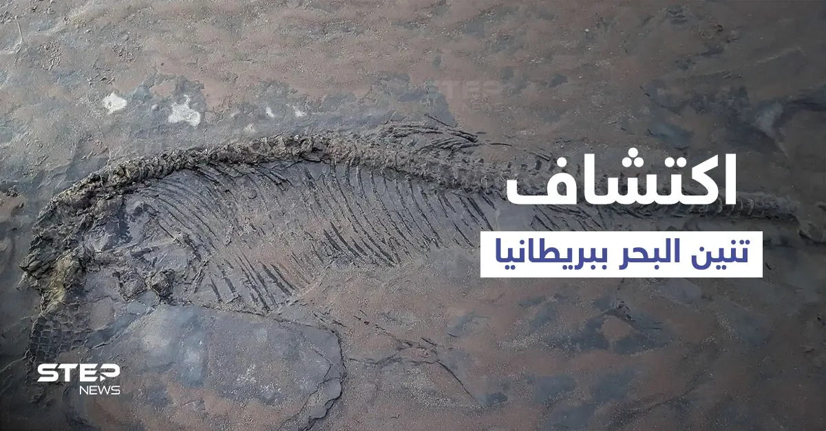 اكتشاف هيكل عظمي كامل لـ"تنين البحر" عمره نحو 180 مليون سنة: اكتشاف هيكل عظمي