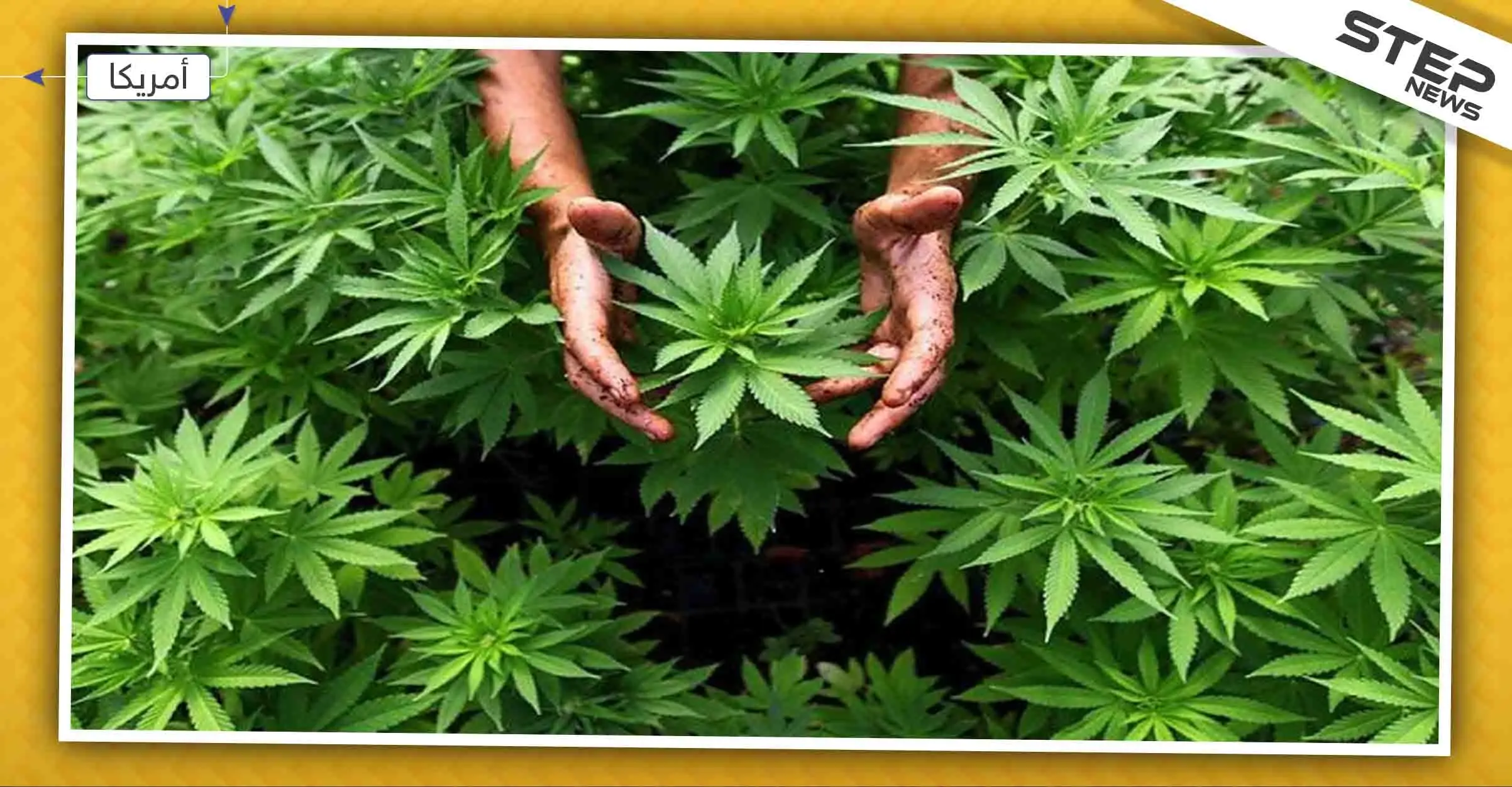 براتبٍ مغري شركة أمركية تحتاج لموظف يعمل من المنزل لاختبار جودة الحشيش!!: الحشيش