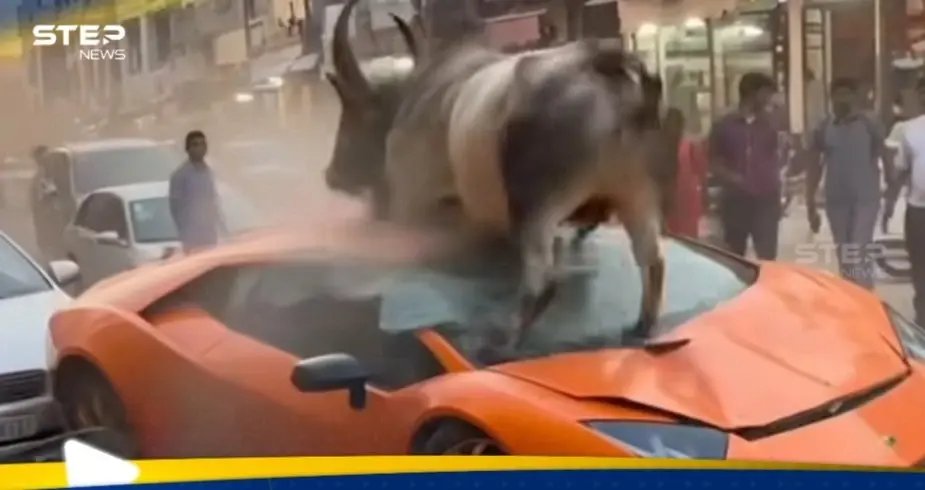 فيديو لبقرة غاضبة تدمر سيارة فاخرة في الهند يثير ضجة: مؤشر الدعاية