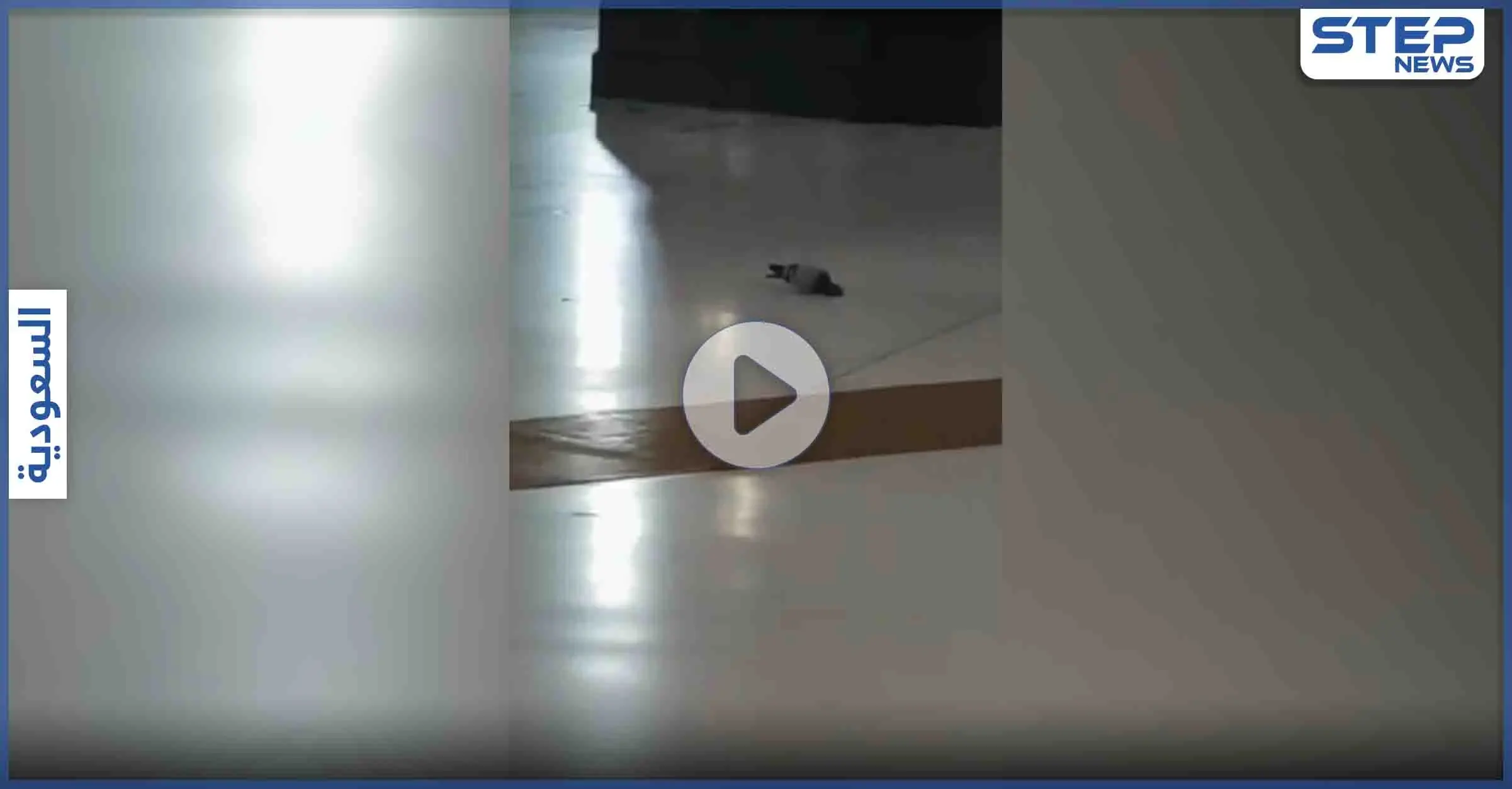 بالفيديو|| طائر وسط المسجد الحرام يقدم على فعل غير مسبوق أمام الكعبة: بالفيديو الخليج العربي