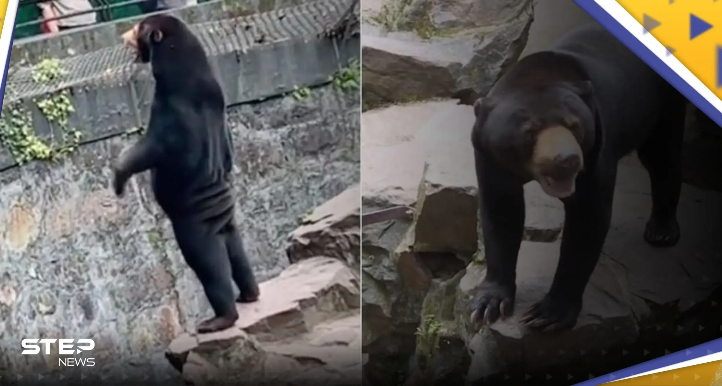 شاهد|| دب "شبيه بالإنسان" يثير جدلاً في الصين.. وحديقة حيوان توضح: الصين