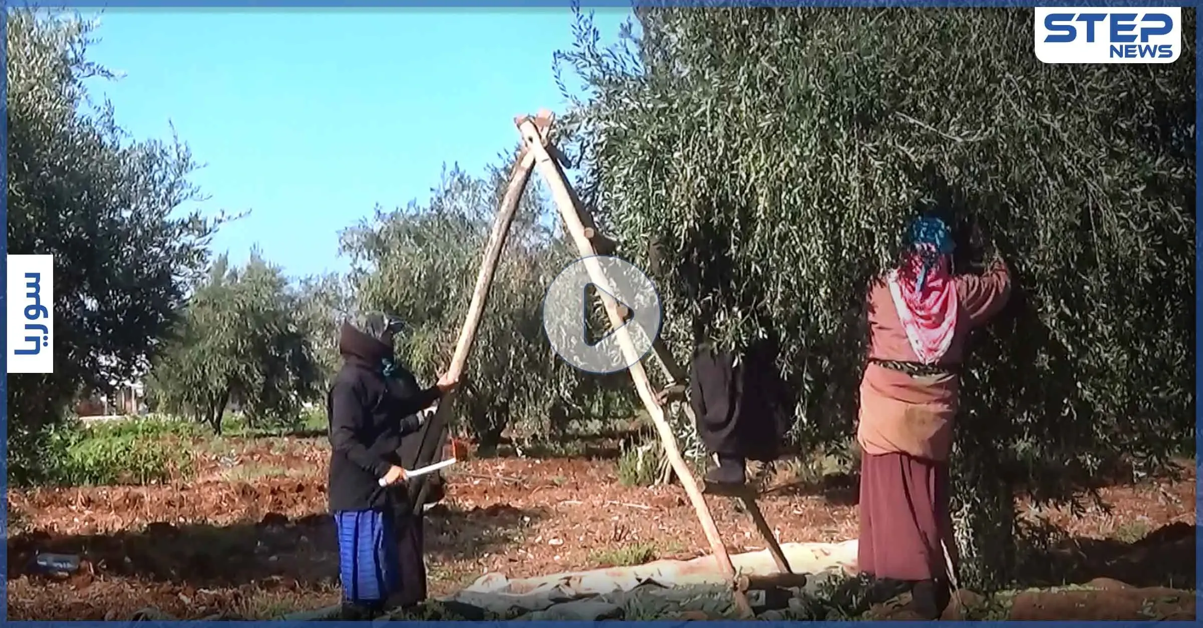عدسة ستيب ترصد بدء موسم قطاف الزيتون شمال غرب إدلب وسط صعوبات يواجهها مزارعي المنطقة: الزيتون