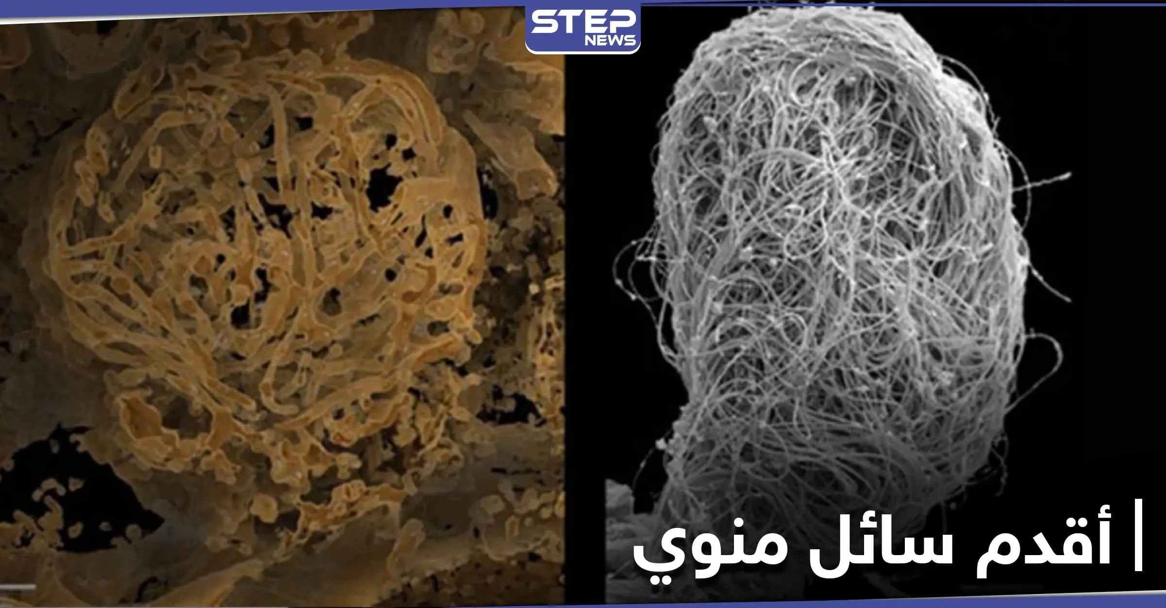 شاهد|| اكتشاف أقدم سائل منوي حيواني حتى الآن عمره 100 مليون عام!: ostracods