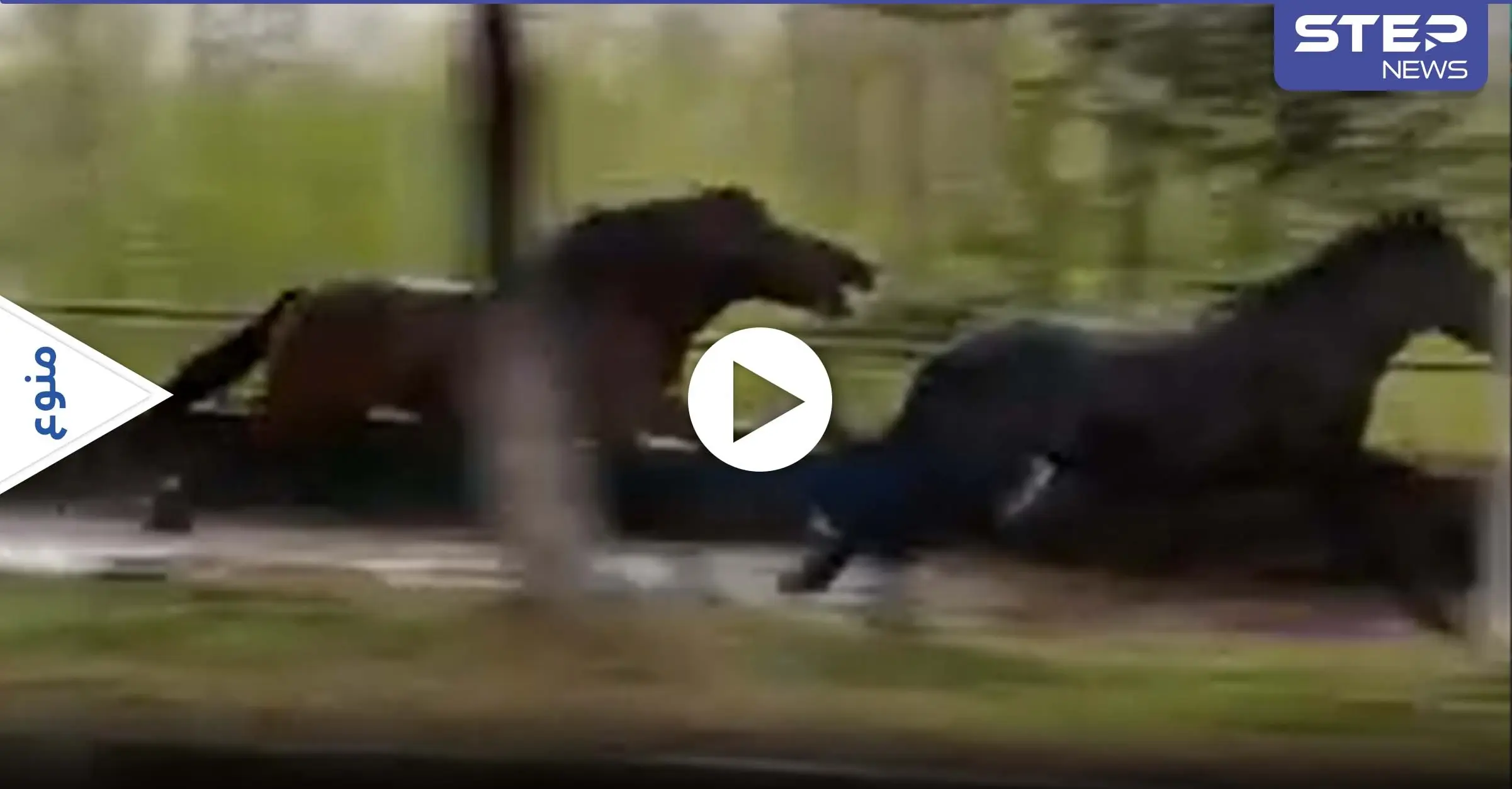 بالفيديو|| حصان يلاحق آخر بسرعة كبيرة ويعضه من مؤخرته بطريقة جنونية: عالم الحيوان