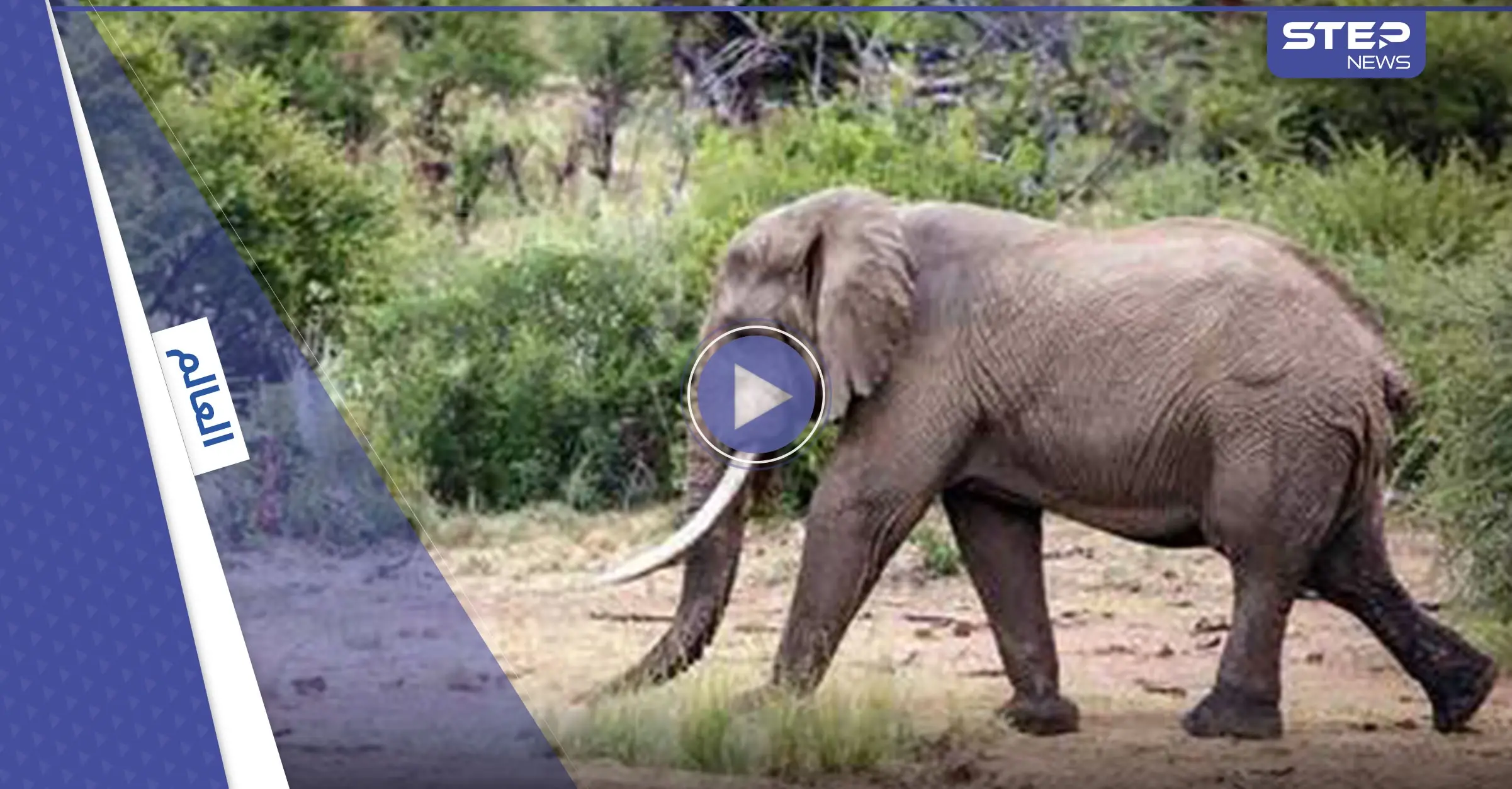 بالفيديو|| مشهد مروع.. فيل هائج يهاجم سيارة تقل مجموعة من المرشدين السياحيين ويسحق جانباً منها قبل أن يقلبها: جنوب إفريقيا