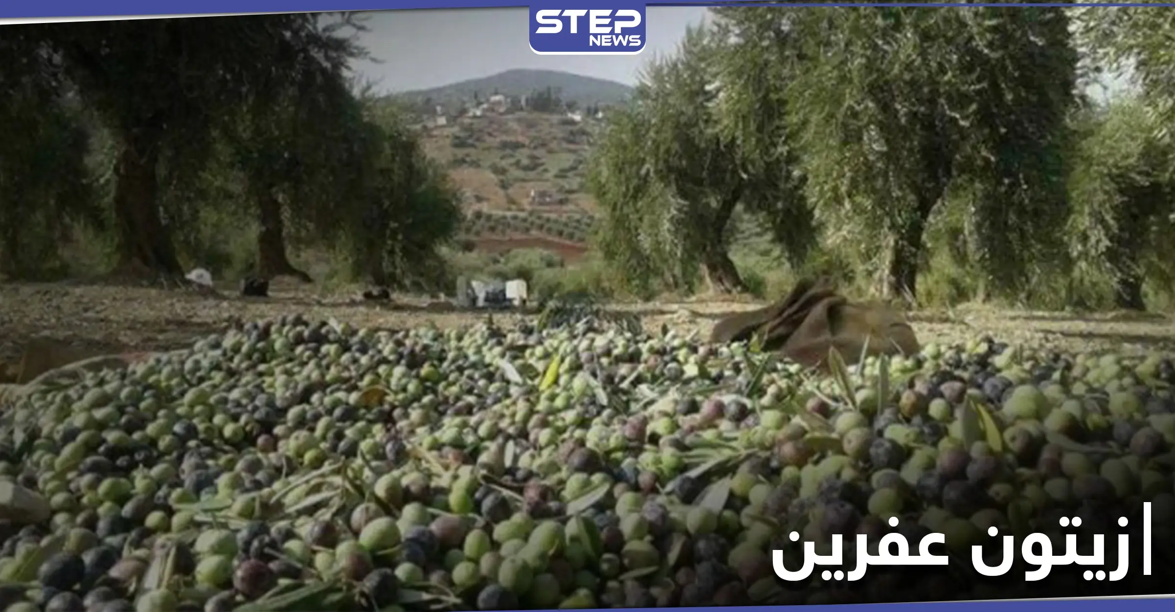 خاص|| فرض إتاوات على موسم زيتون أهل عفرين والرافض يُعاقب بقلع أشجاره: موسم الزيتون