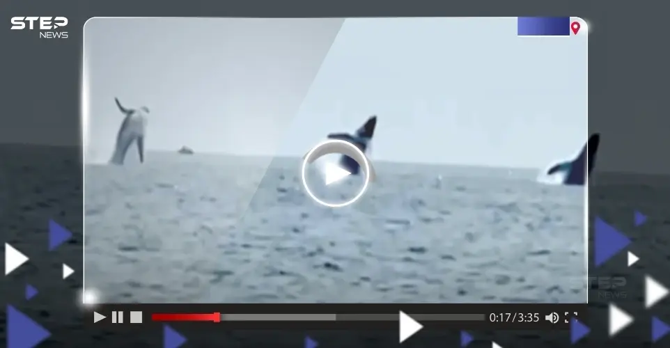 مشهد "نادر".. قفزة متزامنة لـ 3 حيتان بتناسق تام: حوت صغير