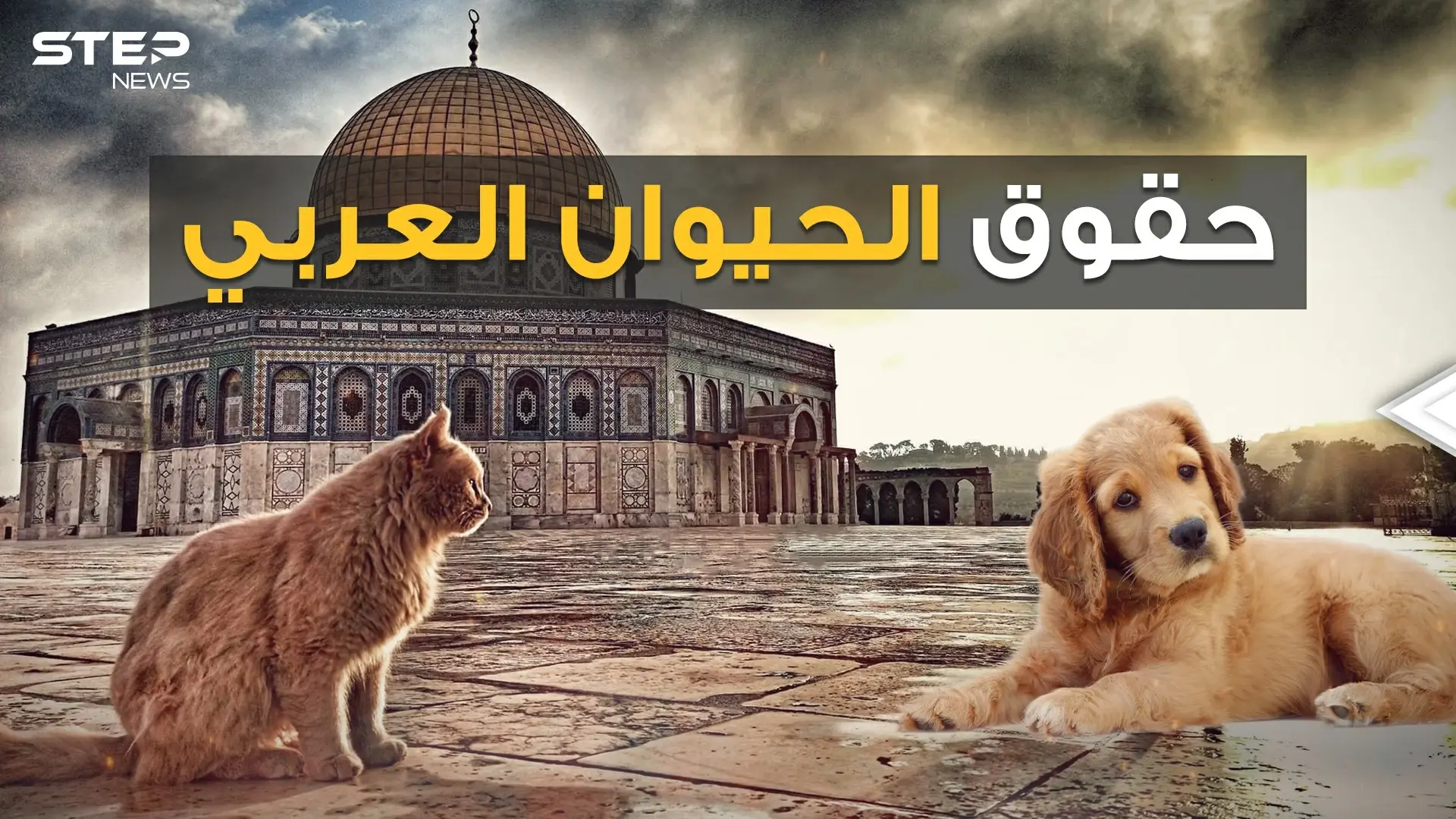 كلاب وحيوانات بملايين الدولارات، وحملات عربية لوقف قتلها.. من أولى البشر أم الحيوان!: فيديوغراف