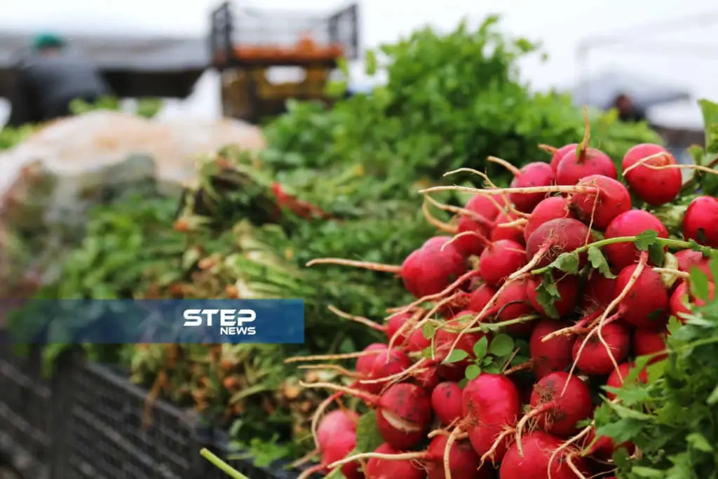 موجز أخبار الوضع السوري ليوم الأربعاء 13-02-2019: موجز أخبار الوضع السوري