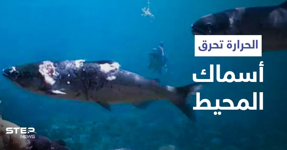 صيف ملتهب وكوارث متتابعة.. مشاهد مؤلمة لاحتراق أسماك السلمون داخل المحيط بسبب الحرارة المرتفعة (فيديو): كوارث بيئية