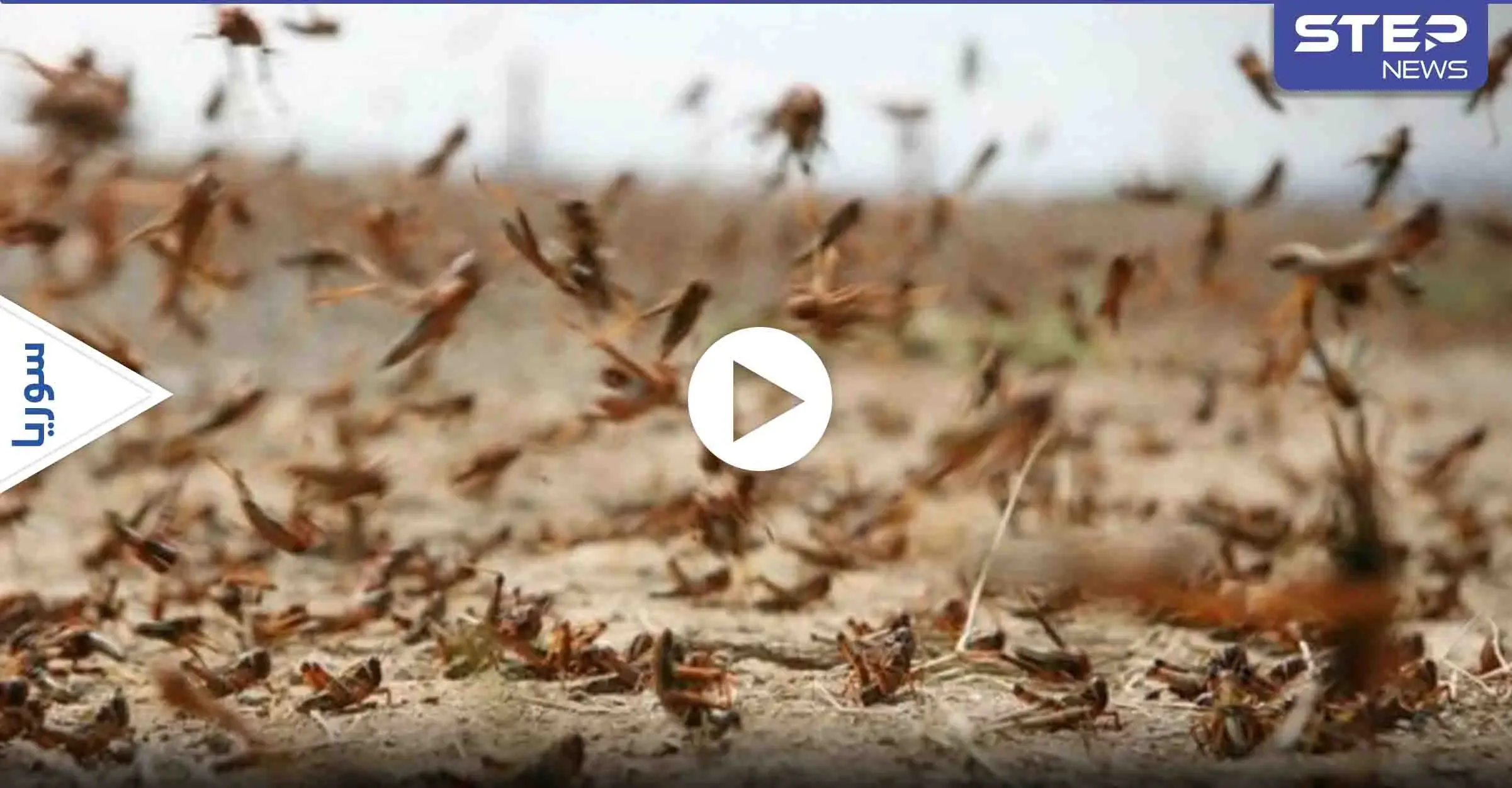 هاشتاغ الجراد يتصدر الترند.. وأسراب هائلة منه تغزو لبنان وسوريا وعدة دول عربية آخرى (فيديو): الجراد