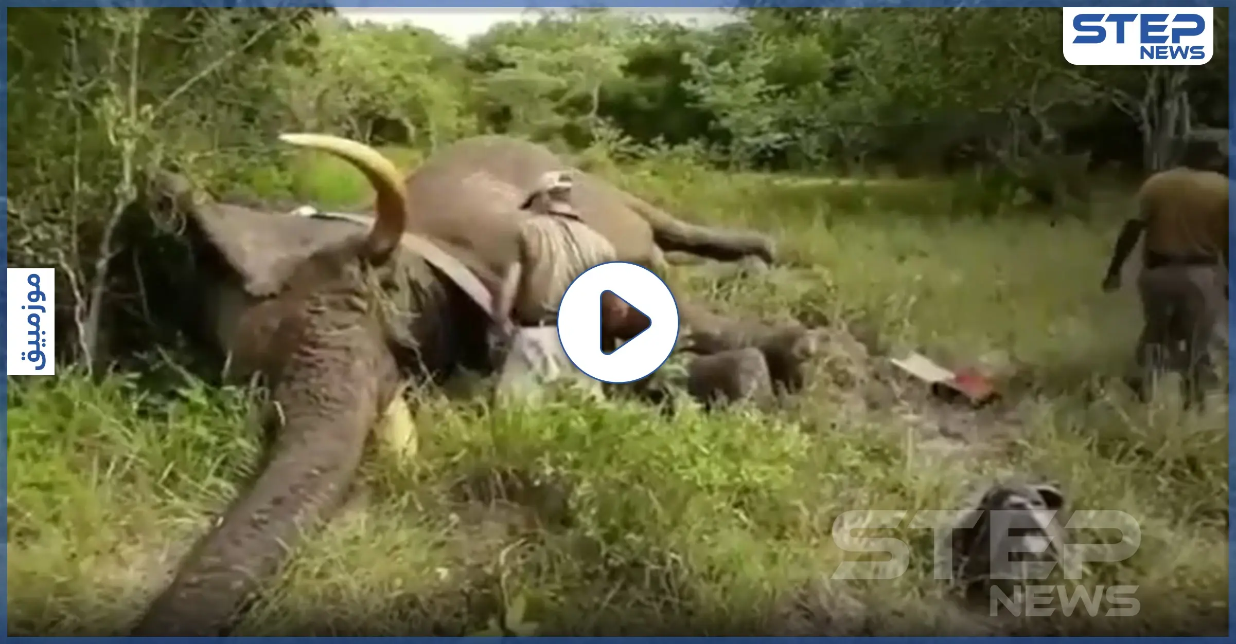 بالفيديو|| هل سبق وسمعت الفيل يشخر.. شاهد الفيل الأفريقي يغط بسبات عميق: فيل