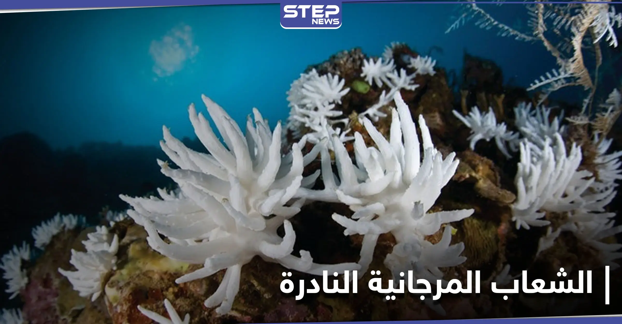 هل تنتصر الشعاب المرجانية النادرة في تايوان على مشروع بقيمة 2 مليار دولار وتوقفه: تايوان
