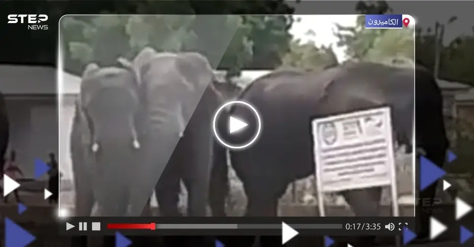 بالفيديو|| أفيال عطشى تقتحم مدينة في شمال الكاميرون.. ألحقت دماراً بها وخلفت قتيلين: الكاميرون