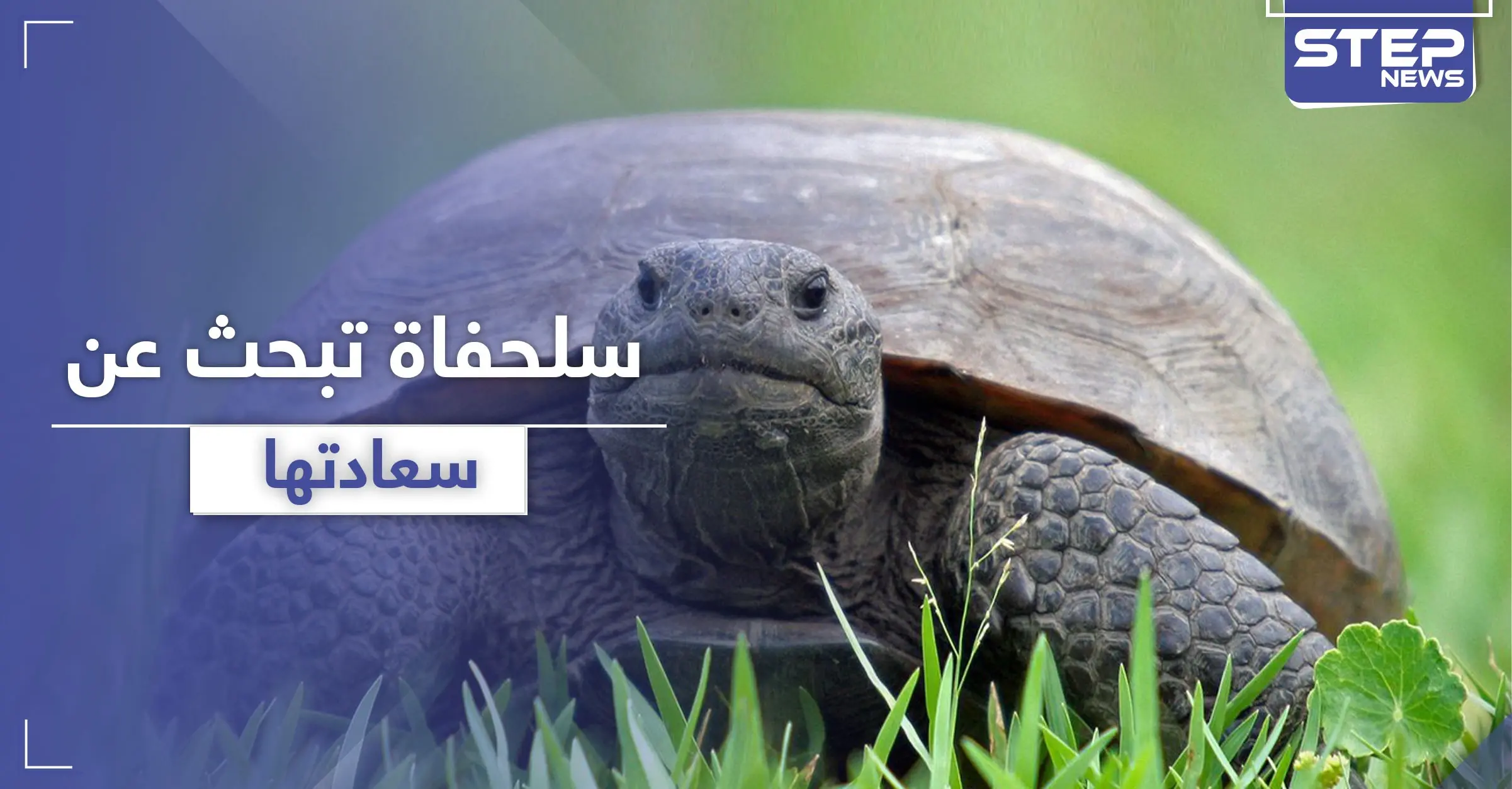 بالفيديو || لحظات مدهشة لسلحفاة تبحث عن سعادتها: سلحفاة سعيدة