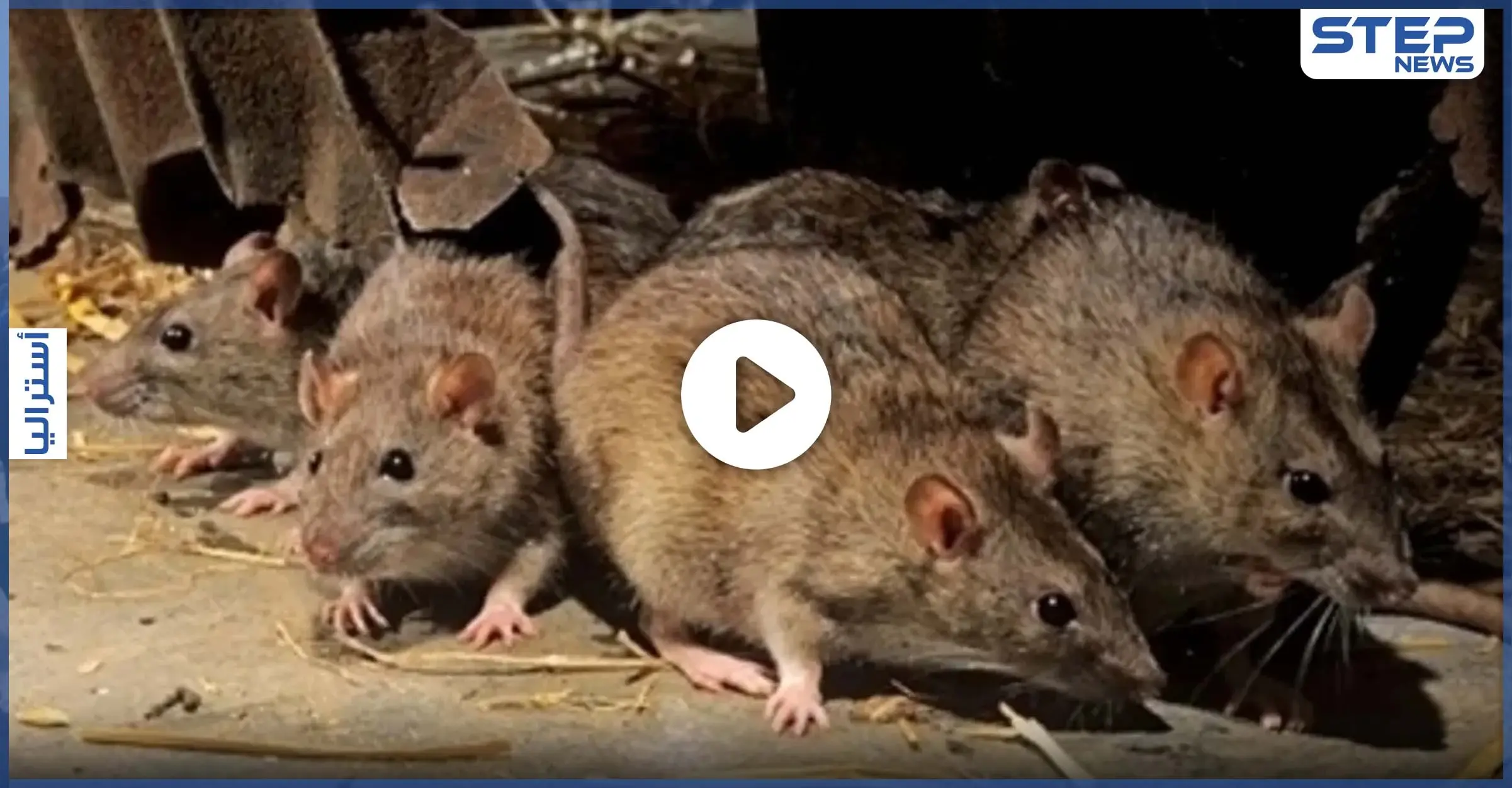 ولاية إسترالية تتعرض لغزو بشكل جنوني من آلاف الفئران.. ومناشدات للمساعدة (فيديو): منوعات