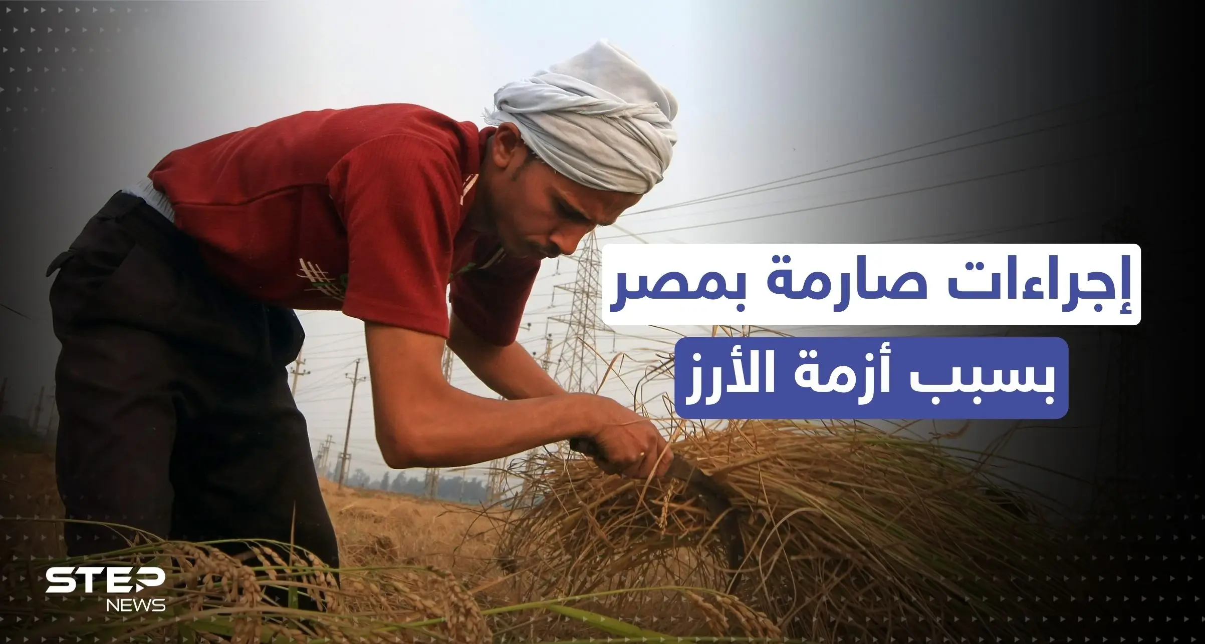 مصر.. إجراءات صارمة من وزارة التموين بسبب أزمة الأرز: وزارة التموين