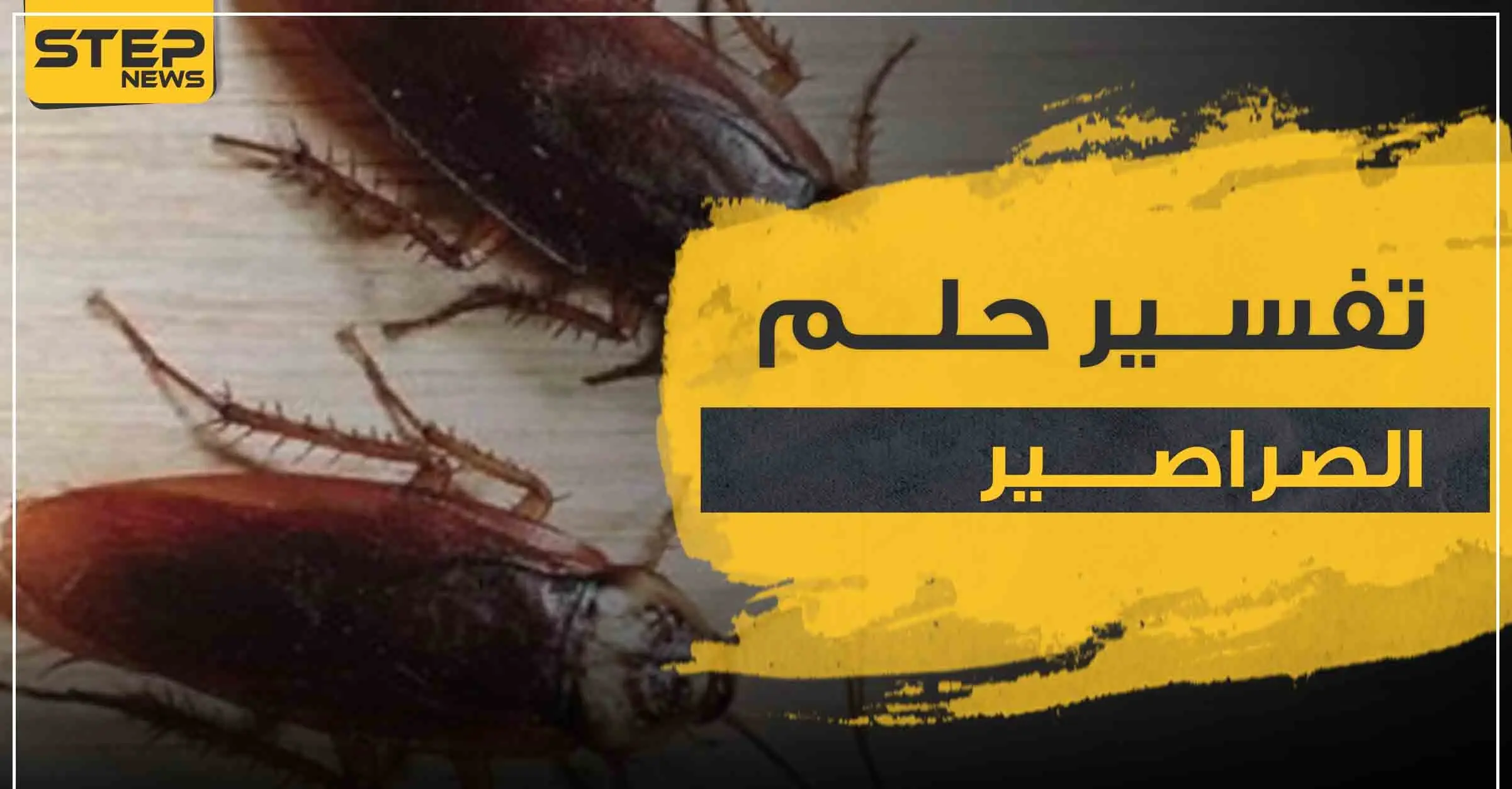 تفسير حلم الصراصير في البيت لجميع أفراد الأسرة .. 4 تفاسير لرؤية المرأة له: الصرصور الاسود