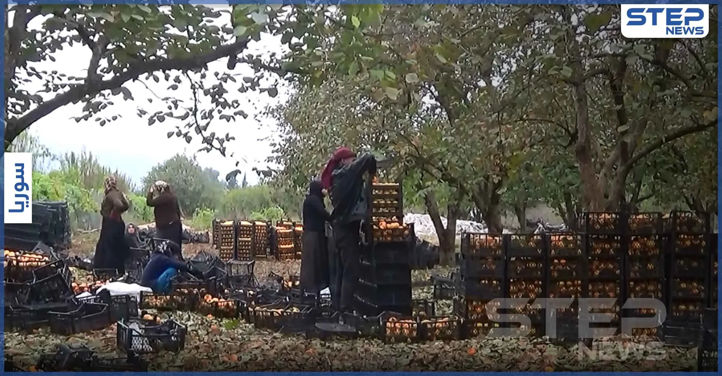 بالفيديو || مع بداية قطفها.. إرتفاع التكلفة وضعف التسويق أبرز تحديات زراعة الكاكا شمال إدلب: شمال غرب سوريا