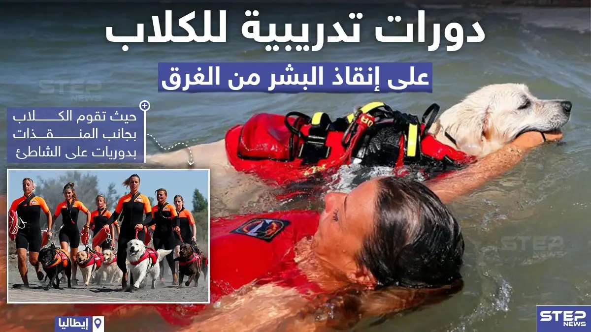 دورات تدريبية للكلاب على إنقاذ البشر من الغرق: كلاب