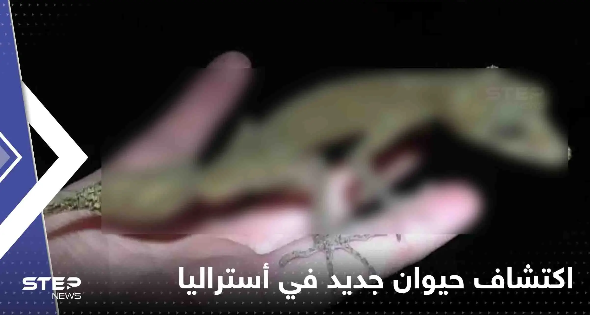 اكتشاف حيوان جديد في أستراليا.. وصحيفة: مثل التنين الصغير (شاهد): اكتشاف حيوان جديد في أستراليا
