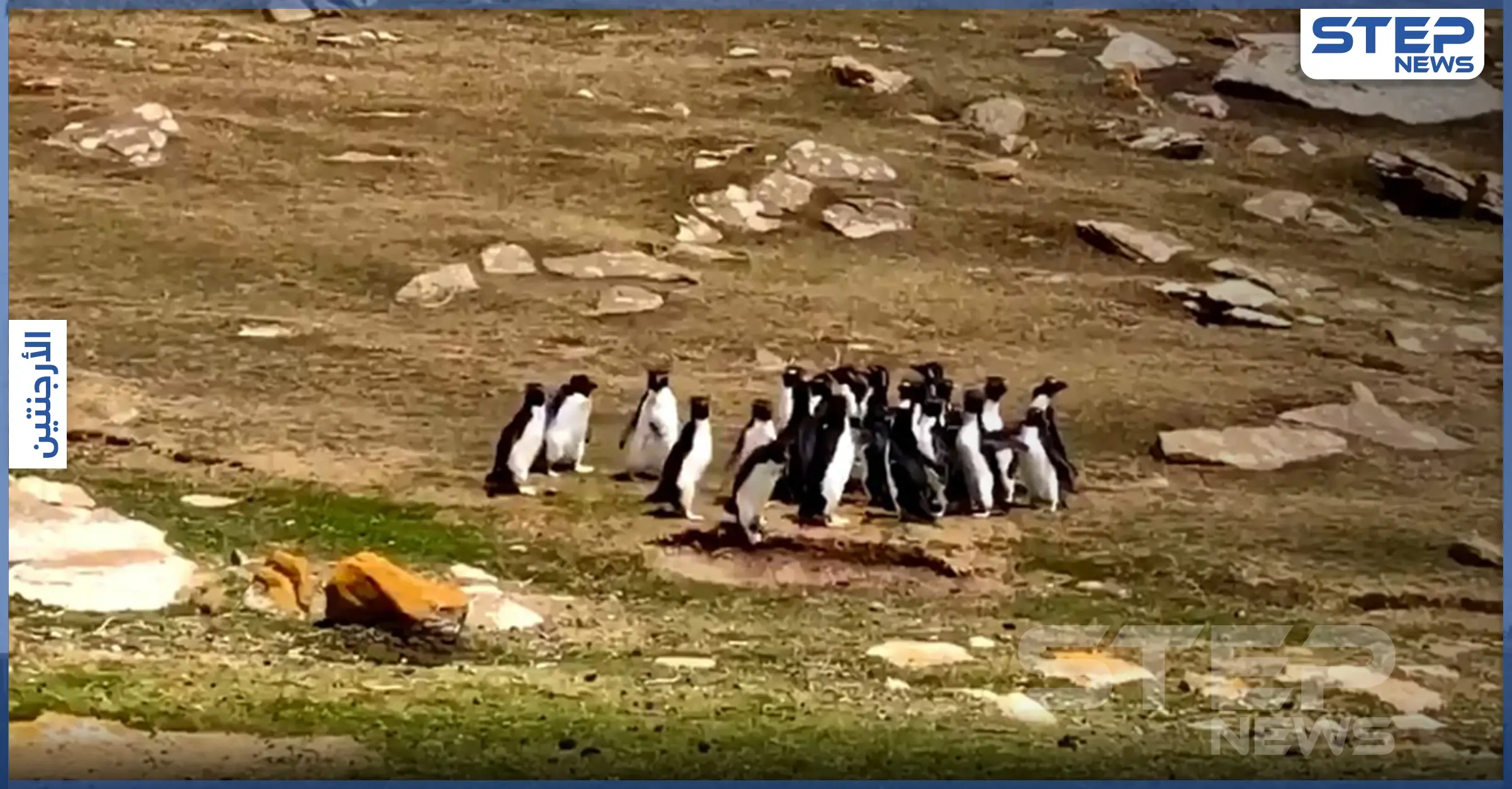 بالفيديو|| بطاريق تتبادل المعلومات حول الطريق في جزر فوكلاند وكاميرا ترصد المشهد الغريب: جزر فوكلاند