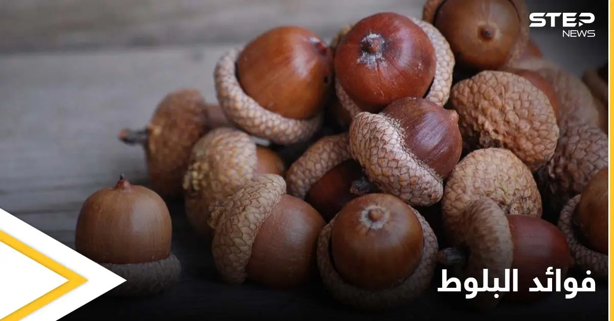 منها إمداد الجسم بالطاقة.. تعرف على أهم فوائد البلوط: تعزيز صحة القلب