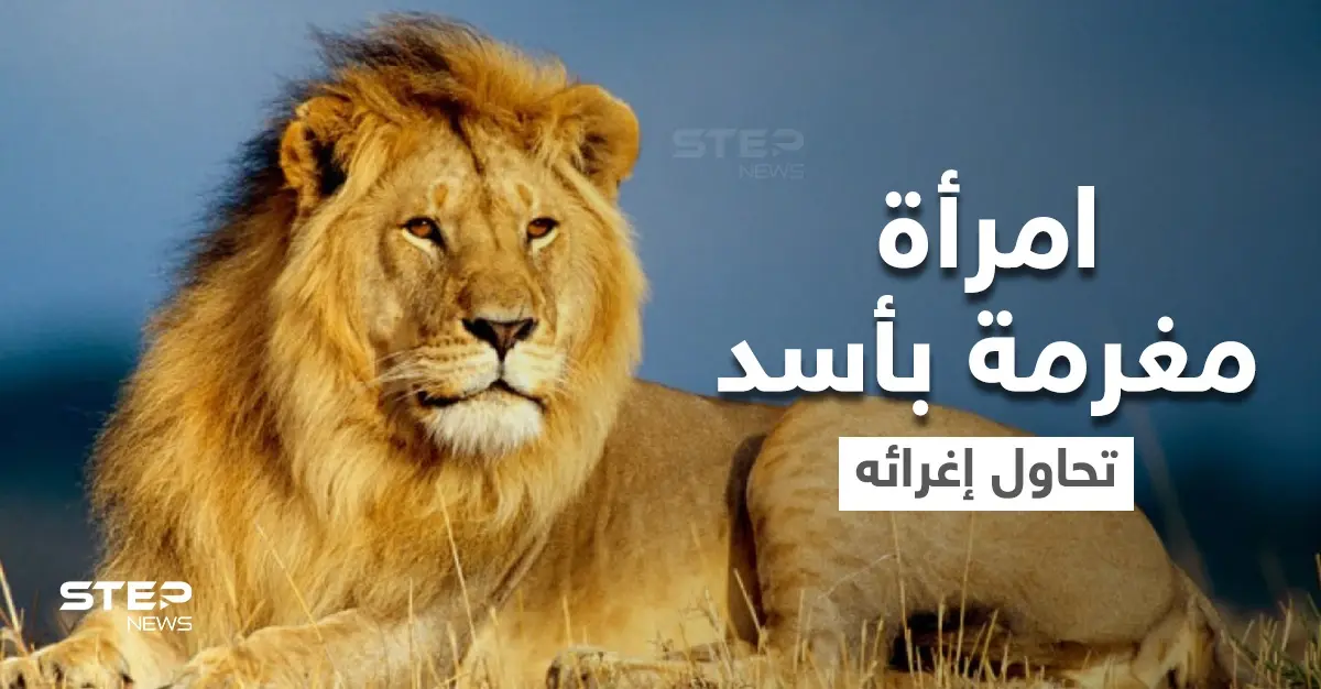 بالفيديو|| امرأة مغرمة بأسد تخترق حاجز الحديقة وتتمايل أمامه بفستان أحمر وباقة من الورد وتغريه بأموالها: بالفيديو العالم