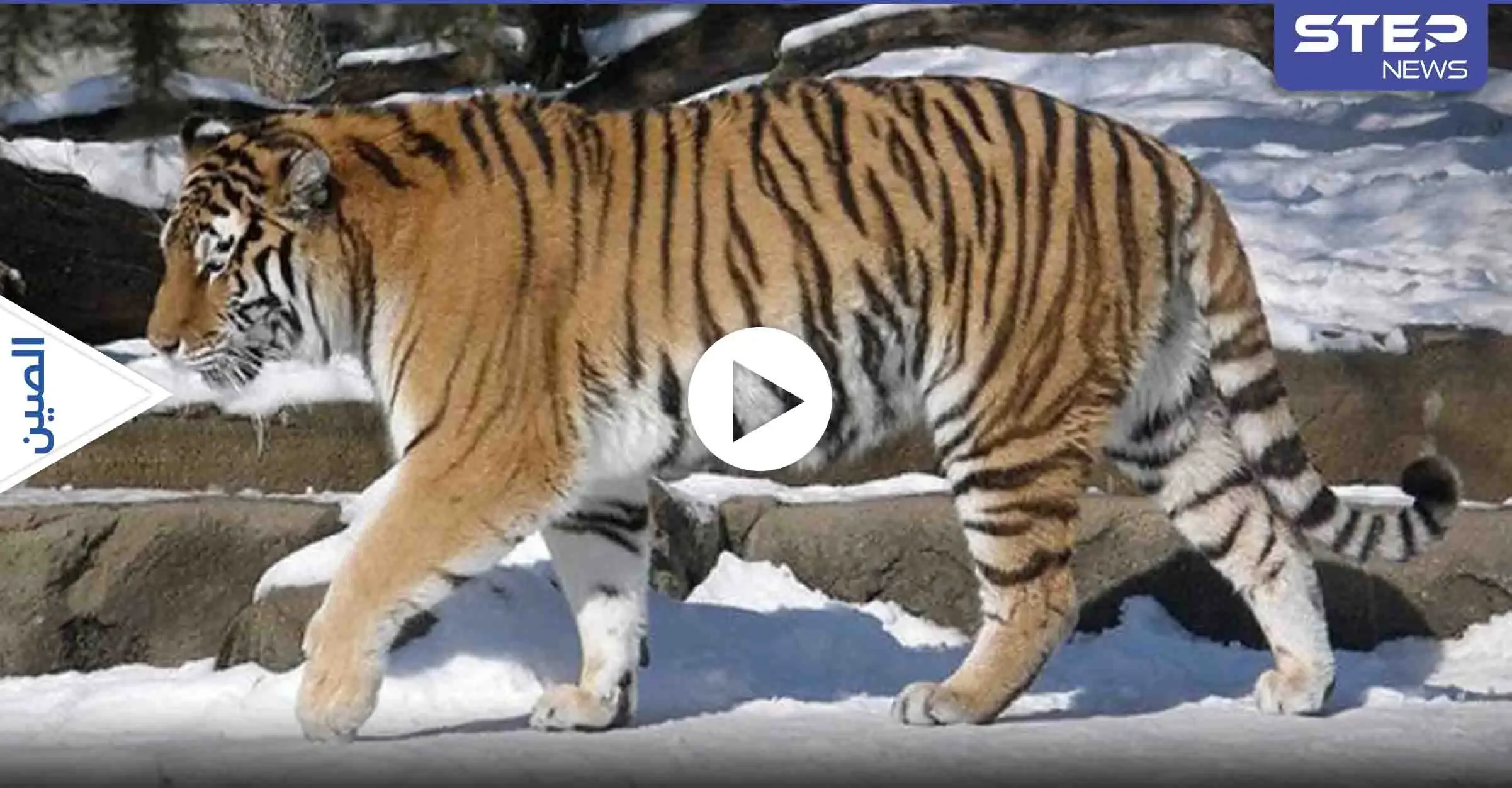 بالفيديو|| نمر سيبيري بري يهاجم سيارة قروي صيني ويلحق الضرر بآخر.. وإدارة الغابات تتدخل: نمر سيبيري بري