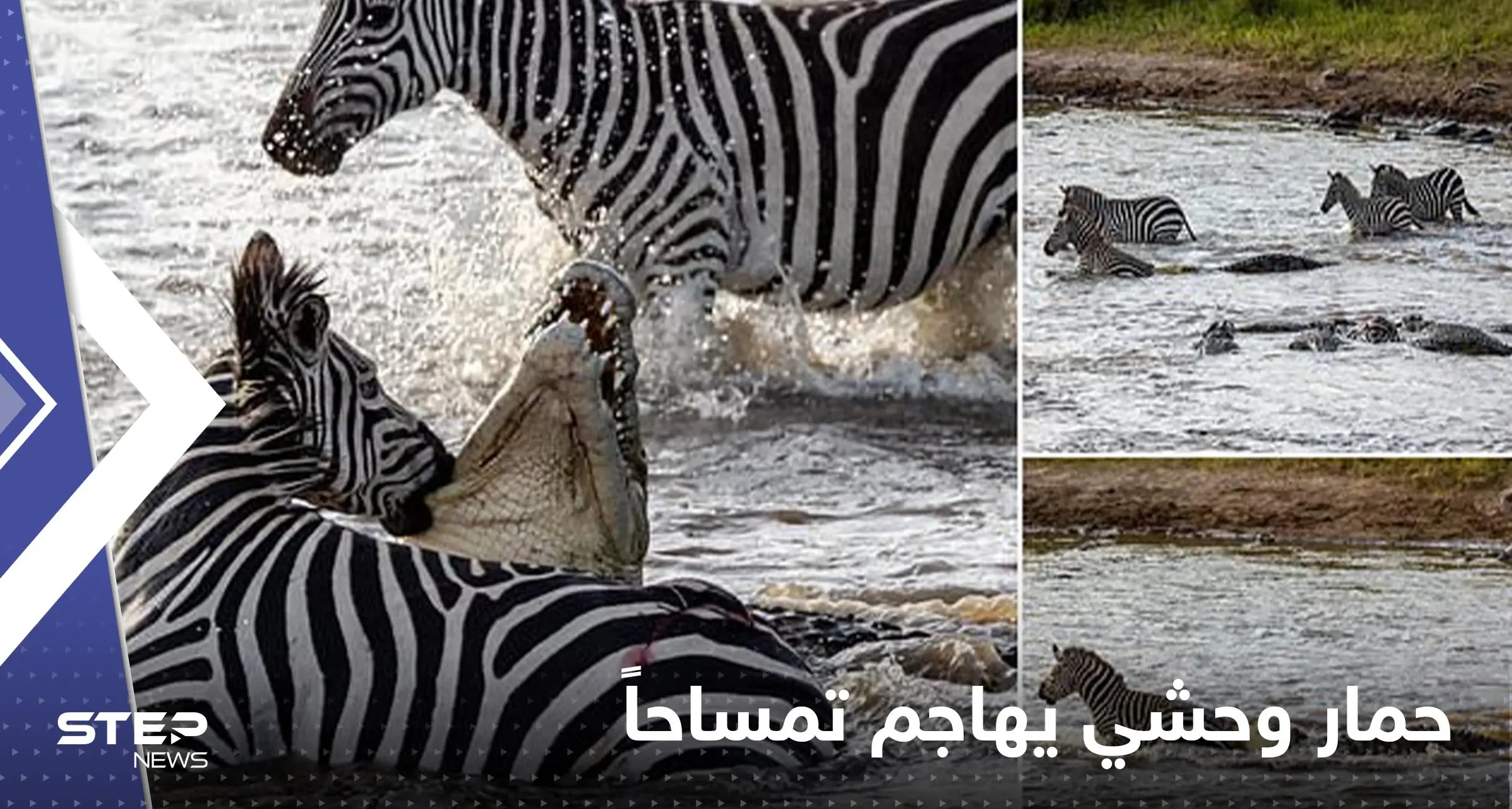 شاهد|| بحادثة مثيرة للدهشة.. حمار وحشي يغرق أسنانه في حلق تمساح كان يتربص به: بالفيديو