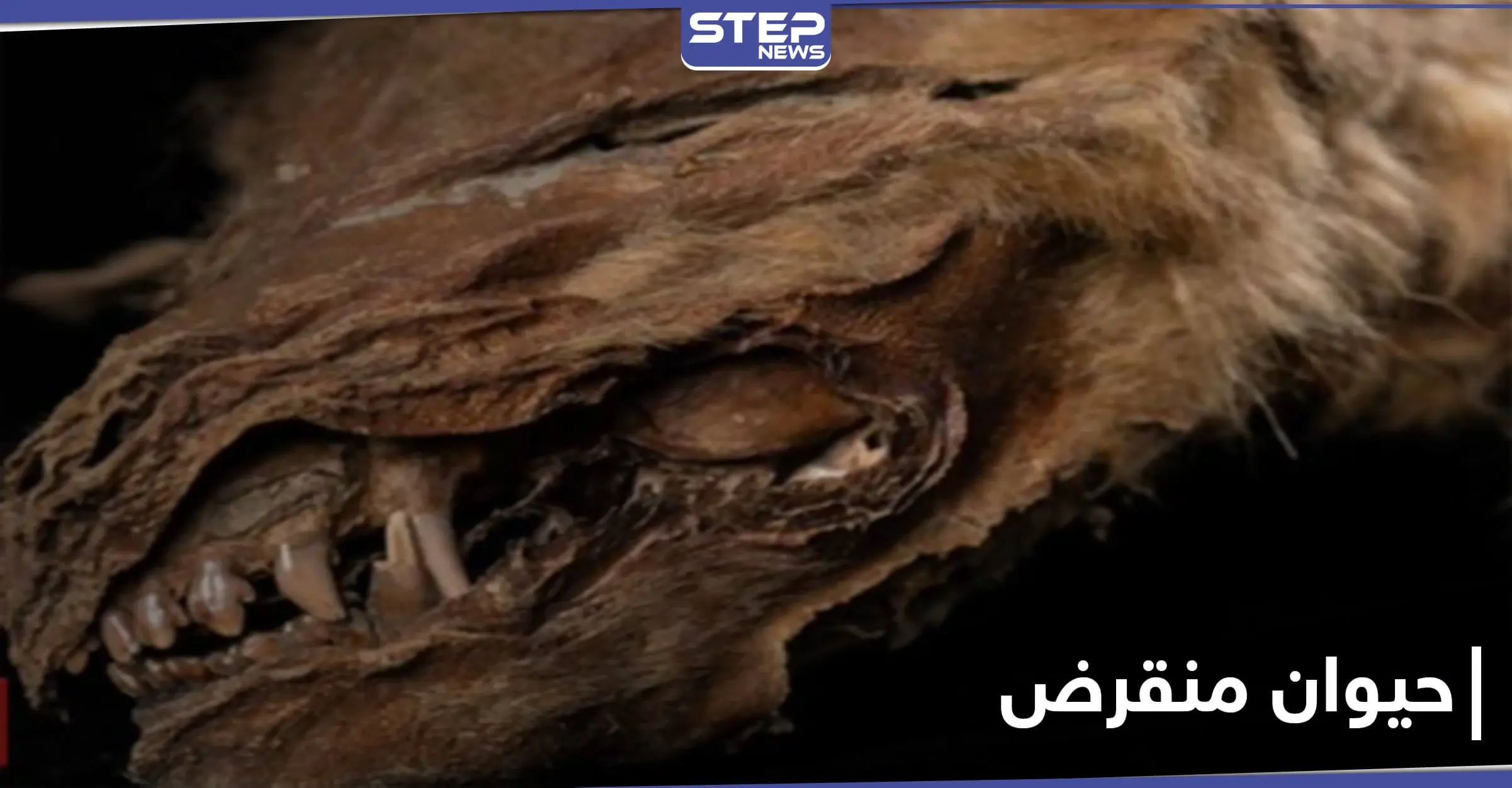 بالصور|| علماء يكتشفون حيوان عاش قبل 57 ألف عام.. "زيهور" ذو الملامح المخيفة: حيوان منقرض