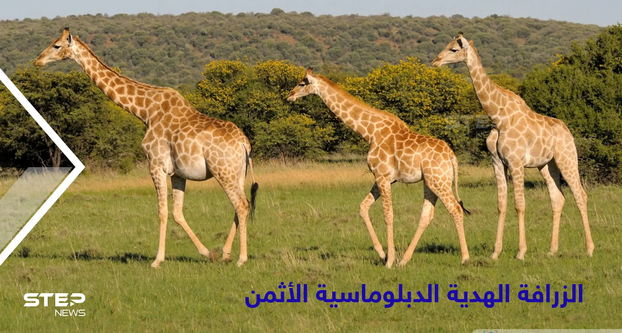 الجاذبية ألد أعدائها.. أسرار مثيرة في حياة الزرافة ولماذا قدمها محمد علي باشا كهدية ثمينة لفرنسا: محمد علي باشا