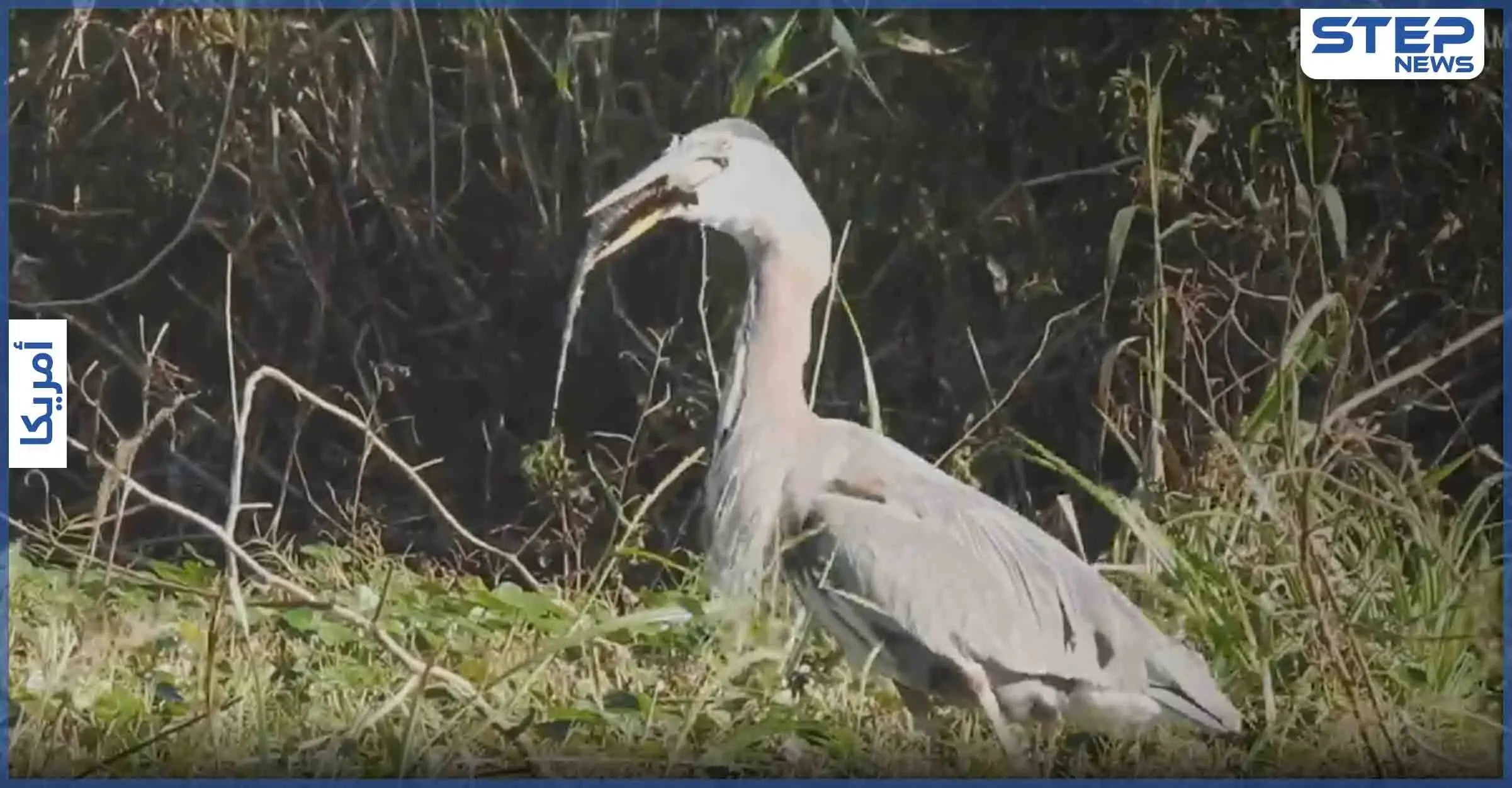بالفيديو|| مشهد نادر.. طائر يأكل تمساحا صغيرا ويبتلعه بالكامل قرب إحدى بحيرات فلوريدا: التمساح