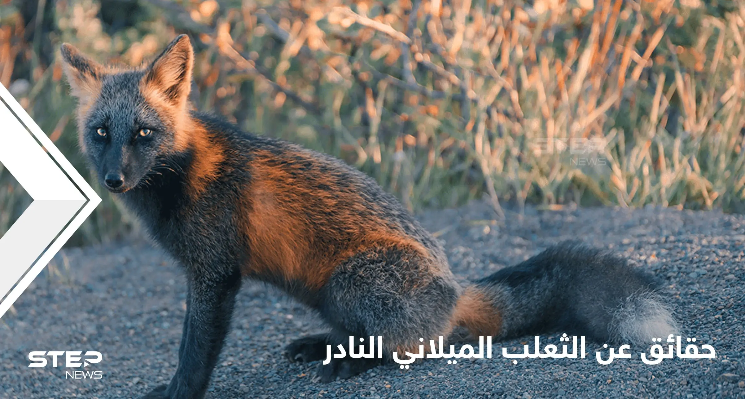 شاهد|| حقائق مدهشة عن الثعلب الميلاني النادر أغرب أنواع الثعالب في العالم: ثعلب نادر