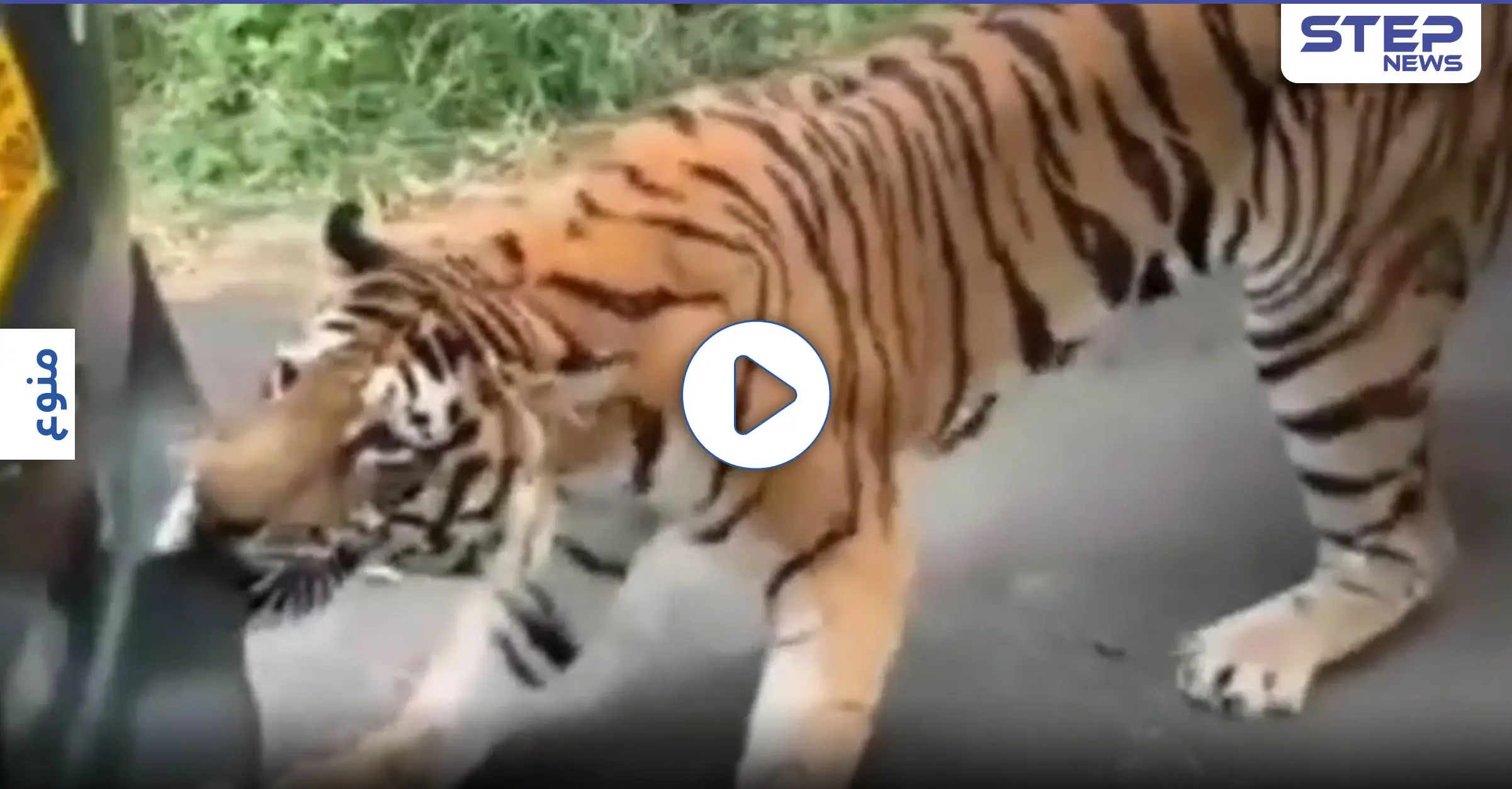 بالفيديو|| نمر بنغالي يهاجم سيارة "جيب" ويجرها بأسنانه وسط ذهول وخوف راكبيها: سيارة جيب