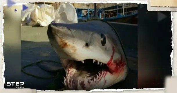 بعد التهامه سائحاً روسياً.. تقرير يكشف ماذا وجدت السلطات المصرية في بطن القرش: السائح الروسي