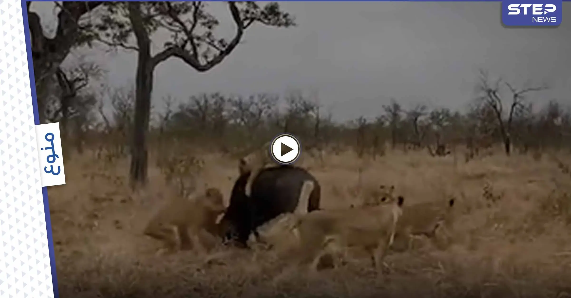 بالفيديو|| بلقطات نادرة.. مجموعة أسود يهاجمون جاموساً ضعيفاً وقطيعه يهرعون لمساعدته: منوعات