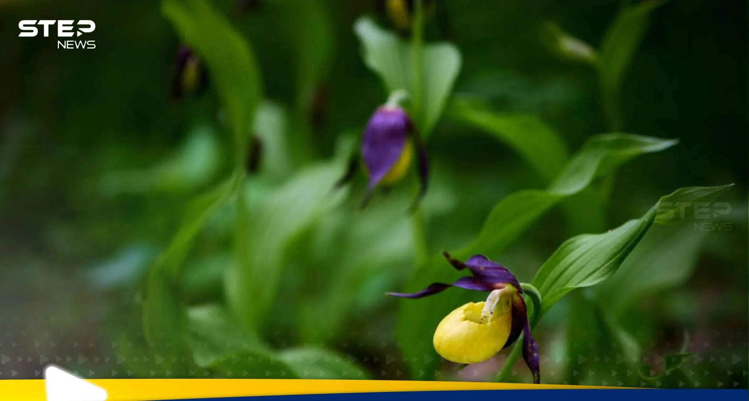 بعد انقراضها بـ 100 عام.. نوع جديد نادر من السحلبية البرية يظهر في المملكة المتحدة: المملكة المتحدة