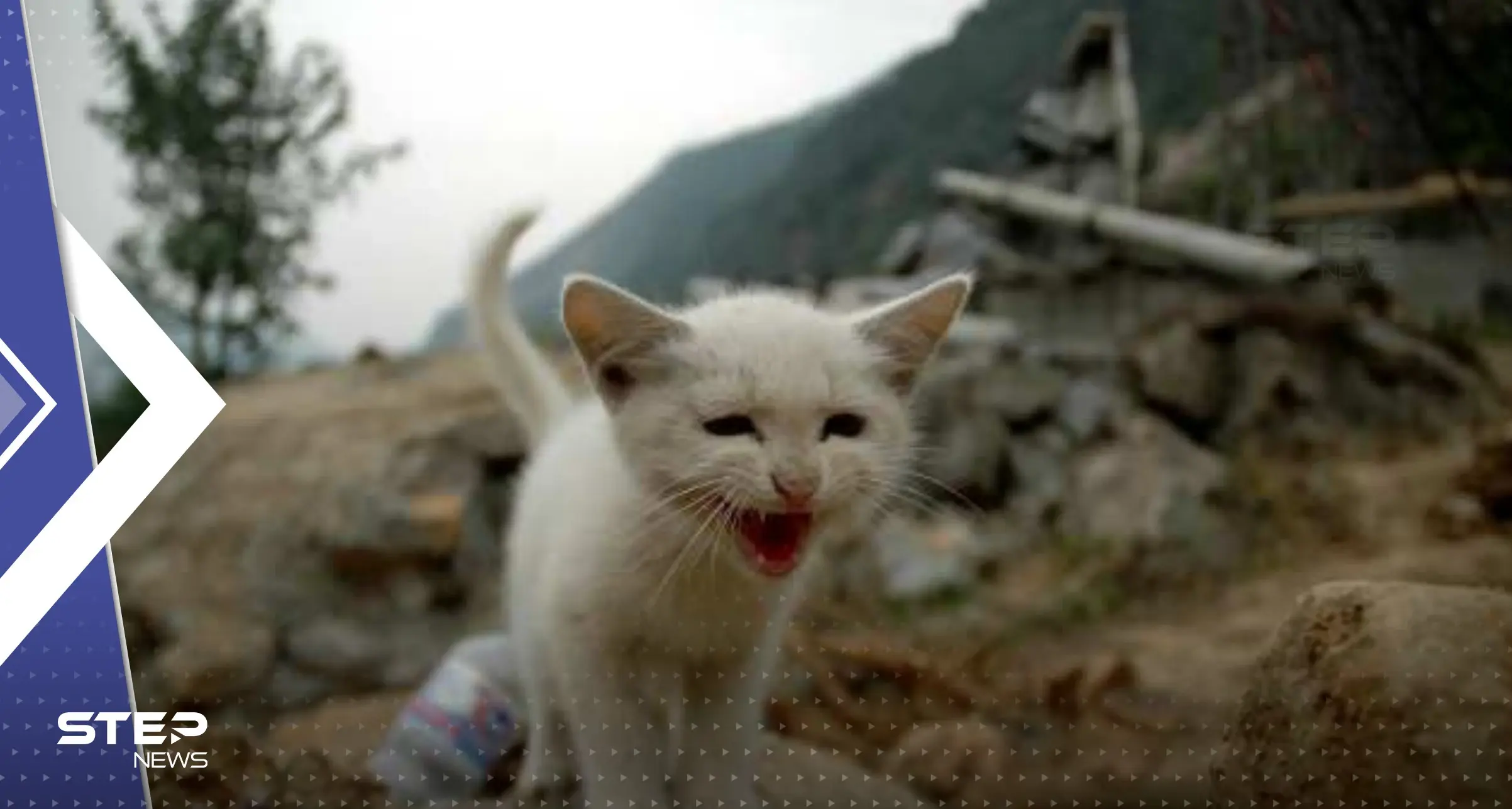 "صندوق الطبيعة الأسود".. علماء يكشفون حقيقة تنبؤ الحيوانات بالزلازل والكوارث: الكلاب