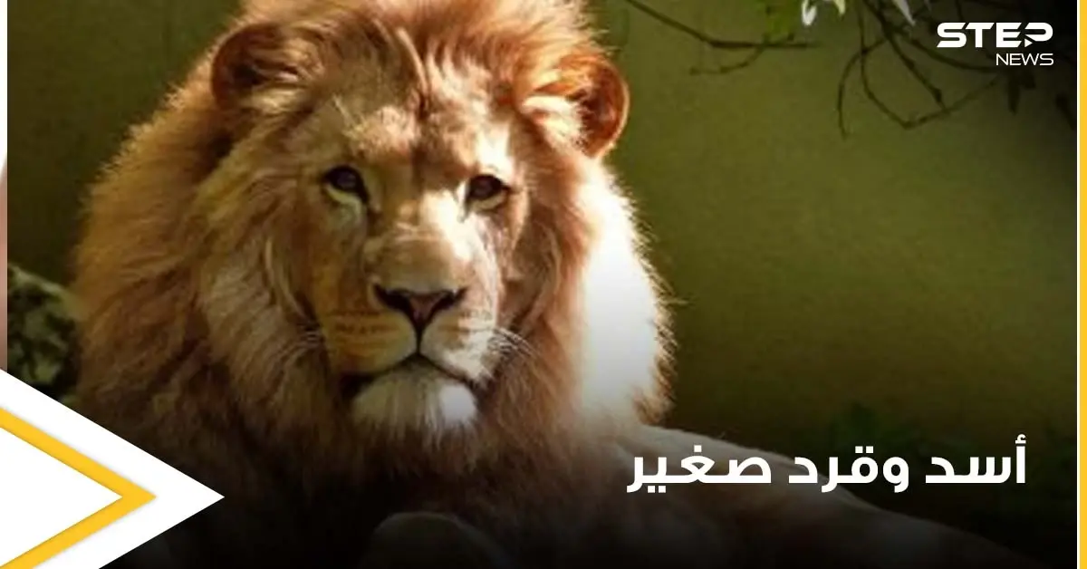 شاهد|| قرد صغير يتمسك بأمه الميتة رغم إحكام الأسد فكيه عليها: أسد مفترس