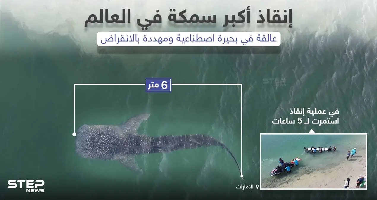 إنقاذ أكبر سمكة في العالم عالقة في بحير اصطناعية في دولة الإمارات: إنقاذ