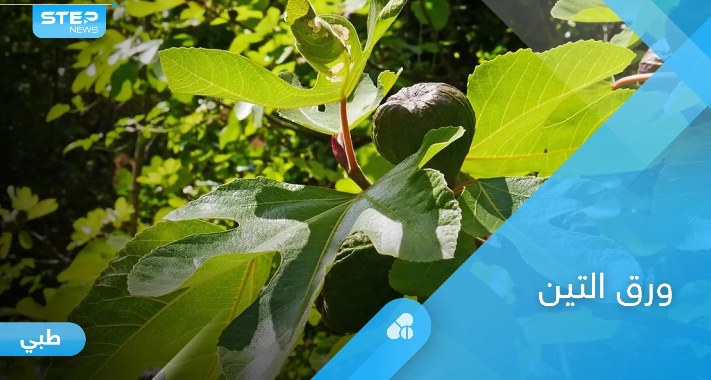 فوائد ورق التين لمرضى السكري والقلب والأعراض الجانبية المحتملة: التين