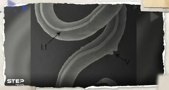 بعد سبات 46 ألف سنة.. علماء ينجحون في إعادة دودة "مجهولة" للحياة وتحفيزها على التكاثر: دودة تعود للحياة