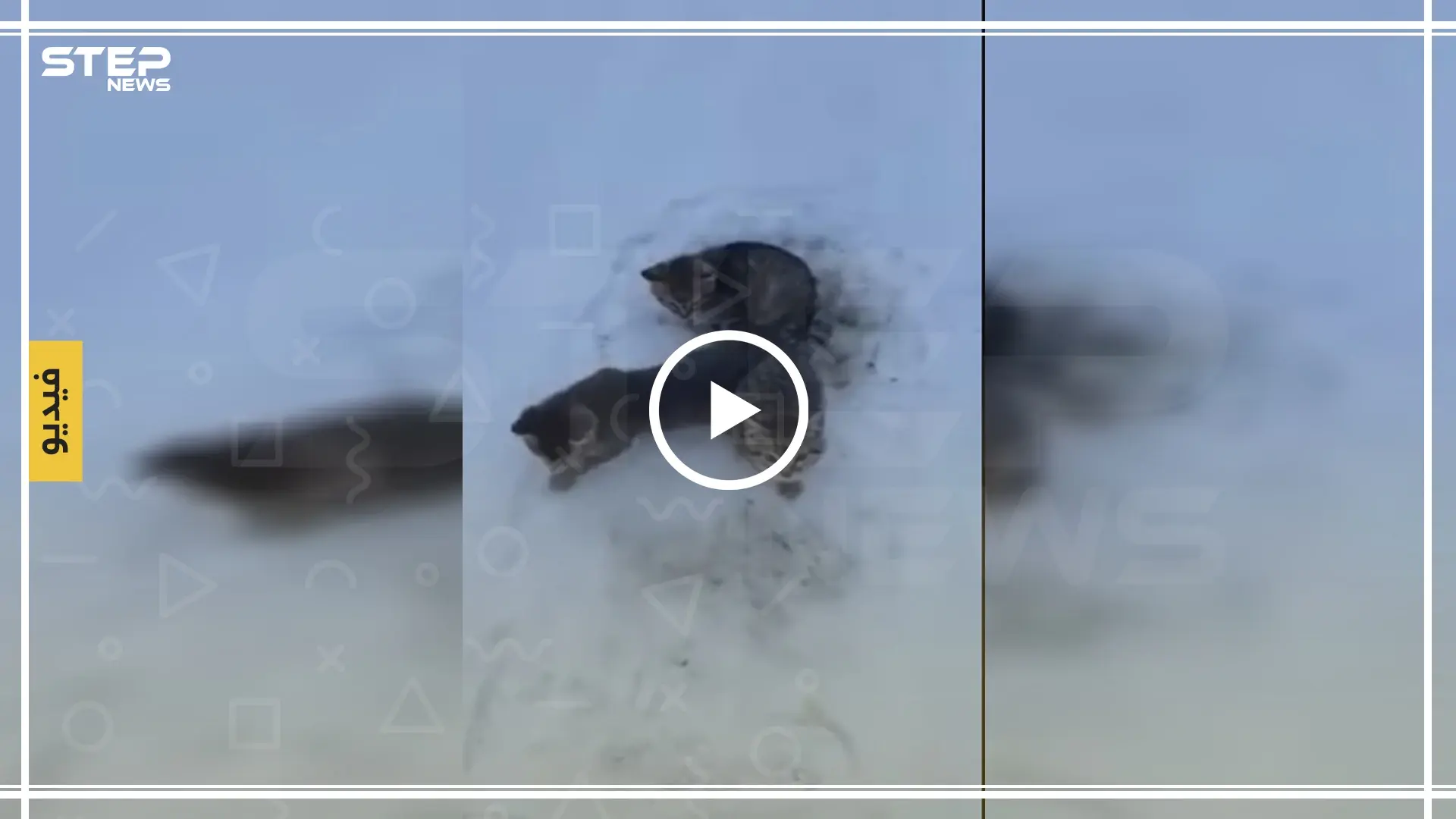 شاهد كيف أنقذ رجل ثلاث قطط مجمدة بالصقيع بكوب قهوة (فيديو): قطة