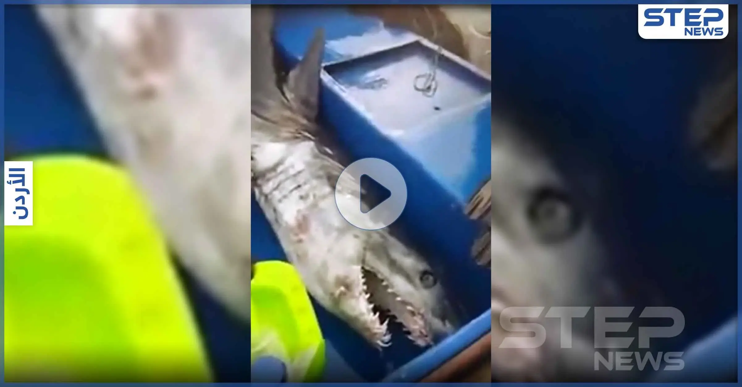 بالفيديو|| هجوم شرس من قبل سمكة قرش على صياد أردني.. والجهات المعنية تكشف نتائج الحادثة: صياد