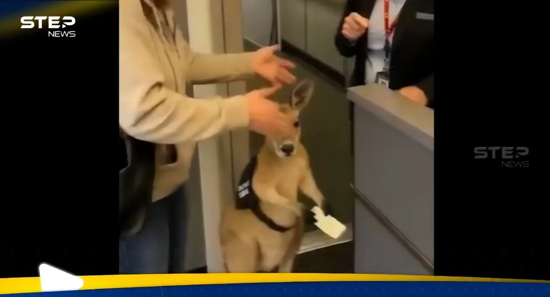 واقفا يحمل تذكرة سفر.. فيديو لكنغر ينتظر صعود الطائرة يثير ضجة: مؤشر الدعاية