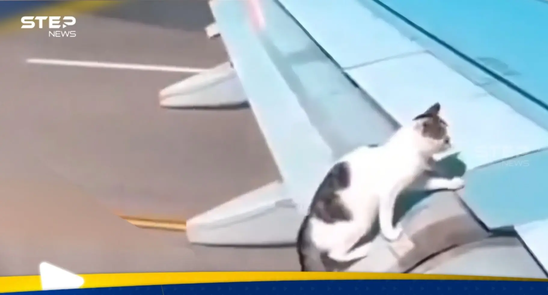 فيديو لسقوط قطة جالسة على جناح طائرة بعد إقلاعها يثير ضجة: مؤشر الدعاية