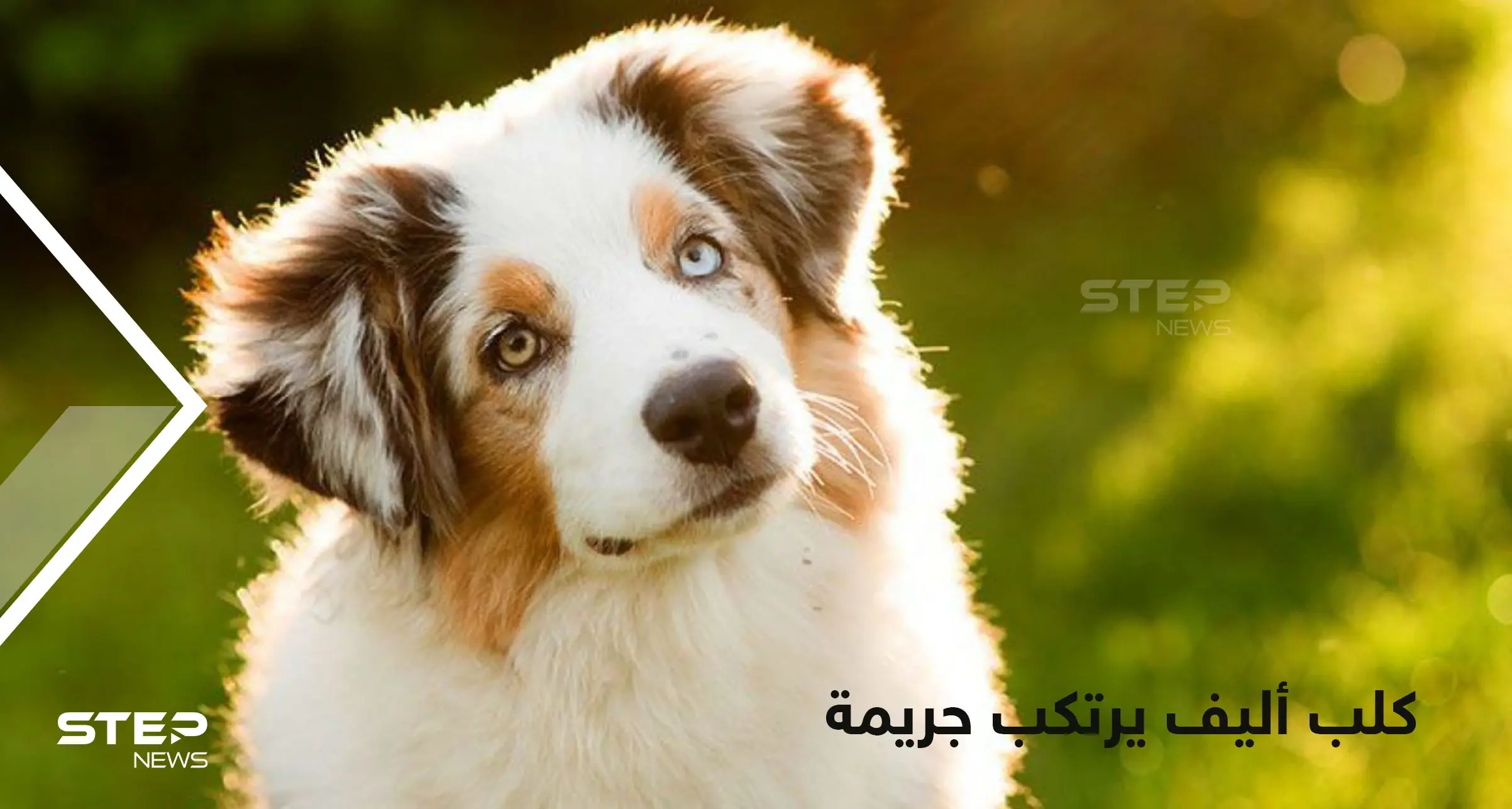 كلب يهاجم طفل رضيع حتى الموت أثناء نوم والدته بدافع الغيرة: كلب أليف